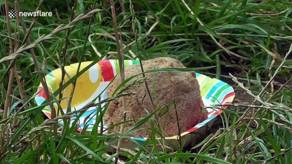 Chimps enjoy a birthday party