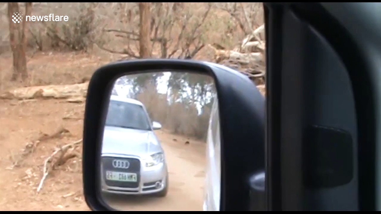 Dramatic moment Leopard attacks jeep at national park