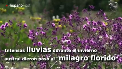 Desierto más árido del mundo renace en Chile tras lluvias