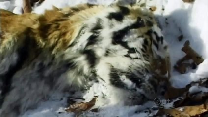 Pbs Nature Siberian Tiger Quest