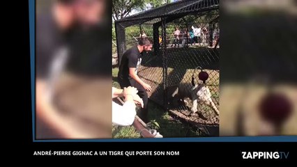 André-Pierre Gignac face à un tigre qui porte son nom  (Vidéo)