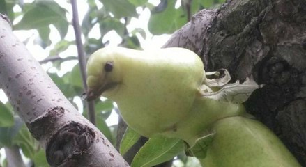İlk Bakışta Herkes Kuş Sandı, Ama Gerçek Çok Farklı Çıktı..