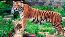 Learn Animals Names And Sounds For Children | Farm Animals | Wild Animals | Sea animals |