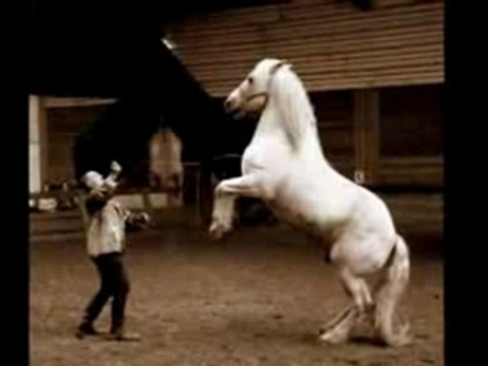 Théâtre Equestre de Wattrelos