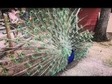 Impressive Peacock Displays Its Glorious Feathers