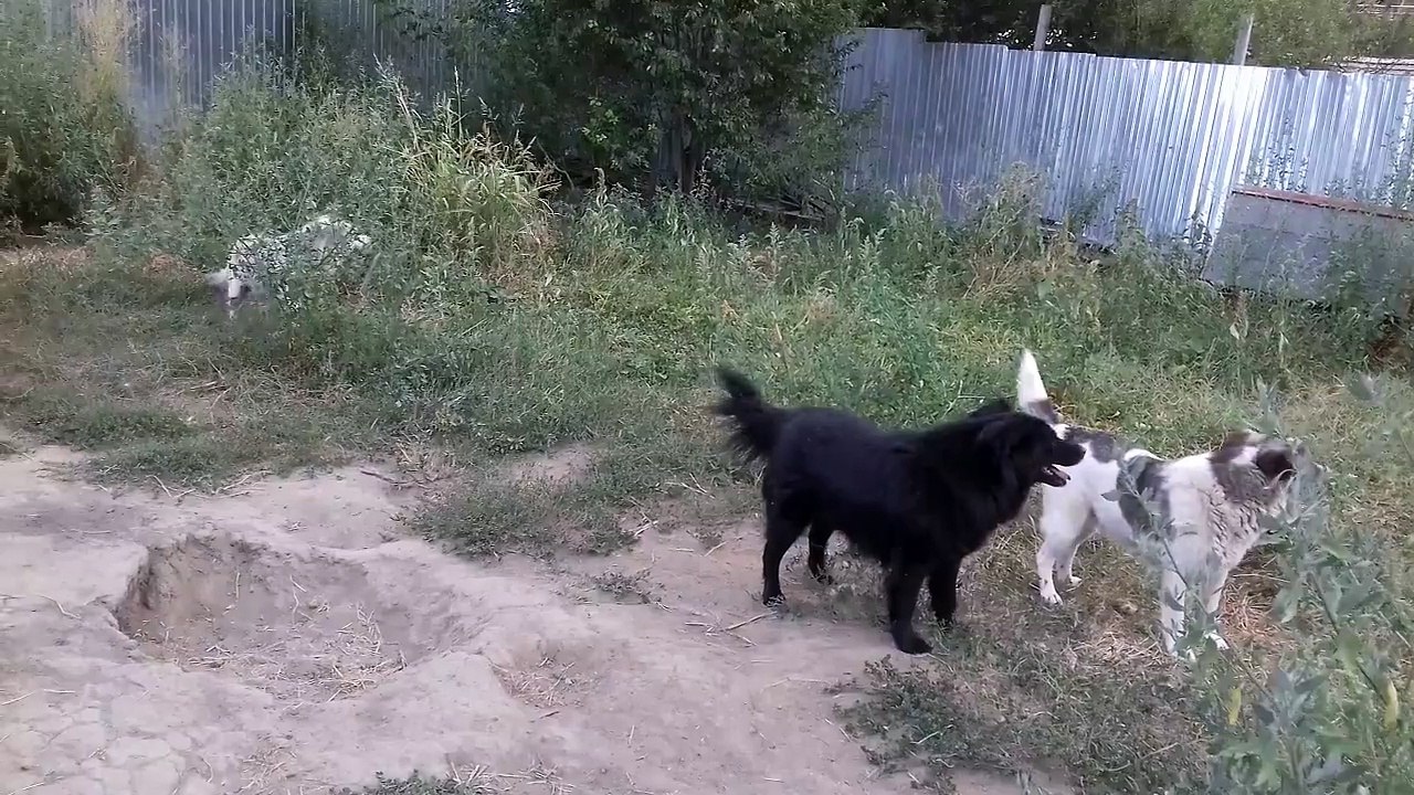 Hera und Merlin spielen (Pooh bereits vermittelt)