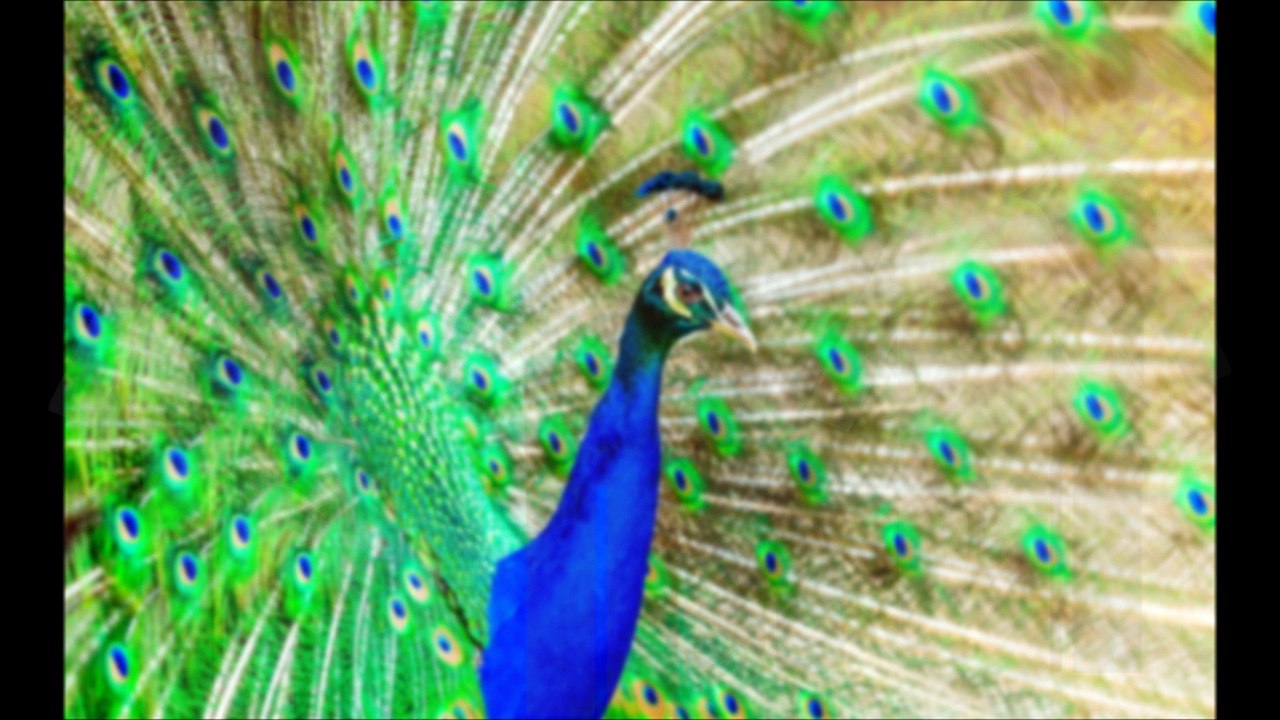 Conor McGregor 7 rules of dominance: Body Language Analysis