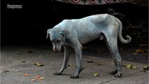 En Inde, de mystérieux chiens bleus errent dans les rues