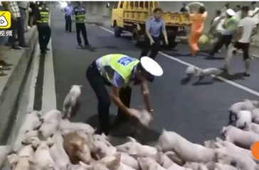 Полицейские час ловили 200 поросят в автомобильной пробке