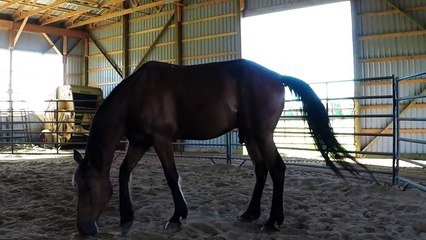 Ce cheval adore se rouler dans le sable !