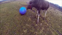 Un élan joue avec un ballon !