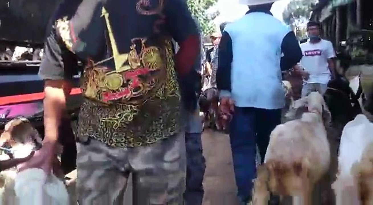 kambing kurban solo harga mulai Rp 1,5 Jt di UD Soleh