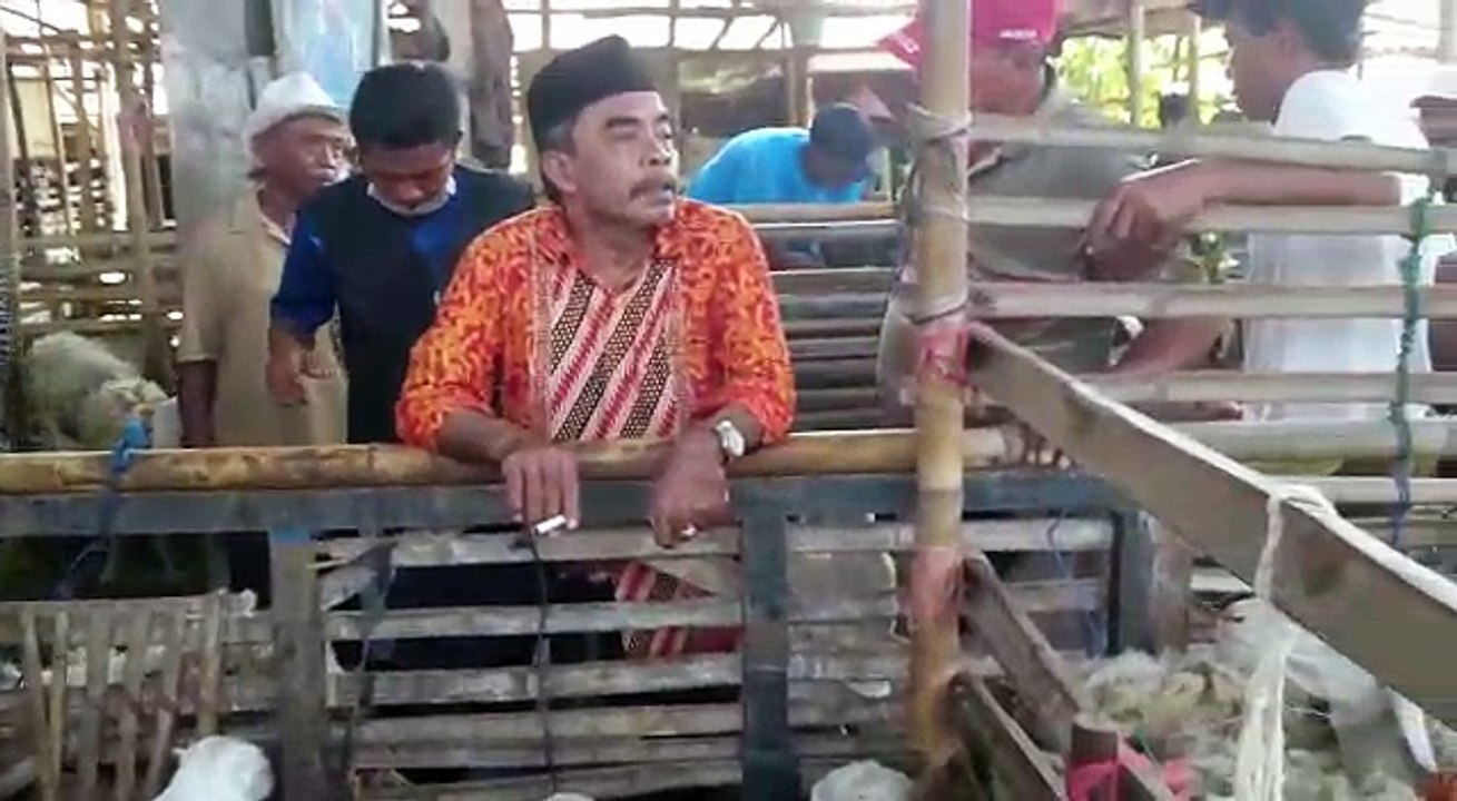 Jual kambing dan domba korban dikota solo harga terjangkau dan sesuai syariat