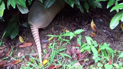 Hey Mister Armadillo