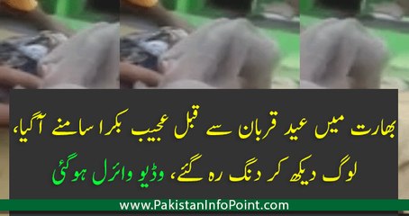 Viral Video of Strange Goat in India