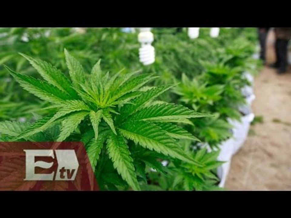 La despenalización de la marihuana / Opiniones encontradas