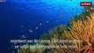 Le biomimétisme par Idriss Aberkane :  les éponges de mer