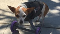 Pawsthetics Helps Pets Get Back On Their Feet