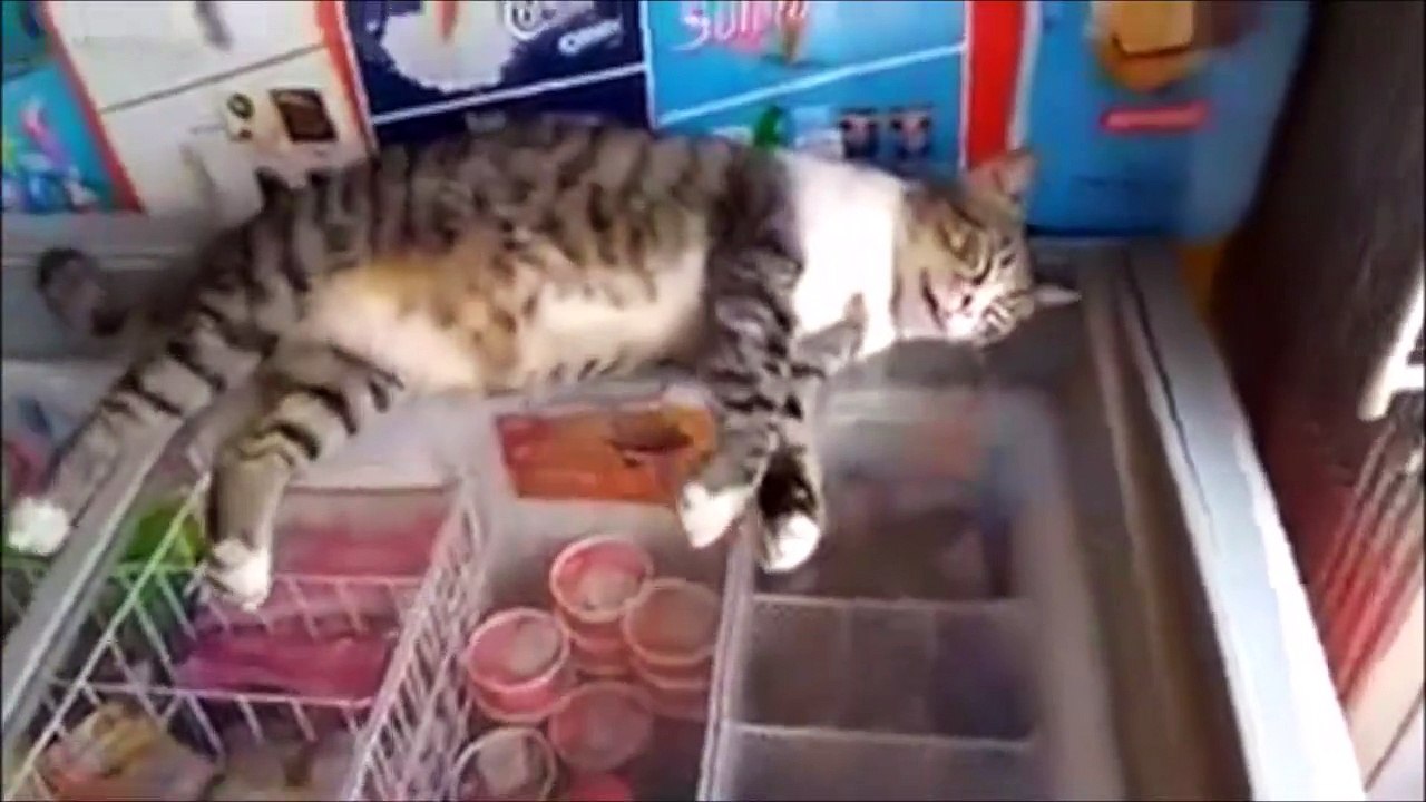 Ce chat est bien décidé à ne pas bouger d'un poil