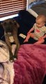 Un bébé protégé par un pitbull ! Un bon garde du corps