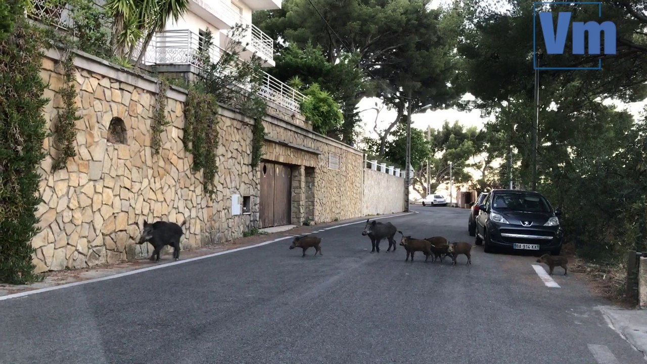 Les sangliers à l'aise sur les routes du Faron à Toulon