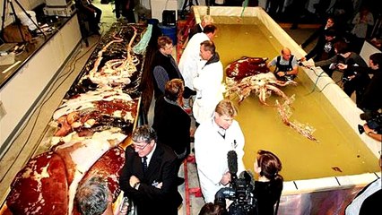 10 САМЫХ АНОМАЛЬНО БОЛЬШИХ ЖИВОТНЫХ ПЛАНЕТЫ