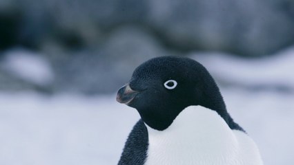 GoPro video shows Antarctica from a penguin's point of view