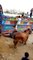 Unloading of Bulls of Afridi Cattle and Dilpasand Farm 2017 - Cow Mandi 2017 - Eid ul Azha 2017