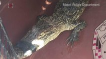 Alligator Released Back Into Wild After Driver Finds It On The Road