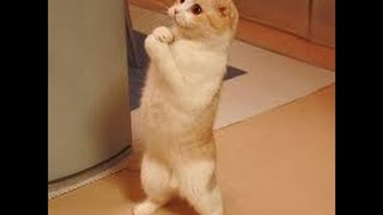 FANNY CATS VIDEO FANNY CATS ANIMAL 2014 FANNY CATS COMPILATION