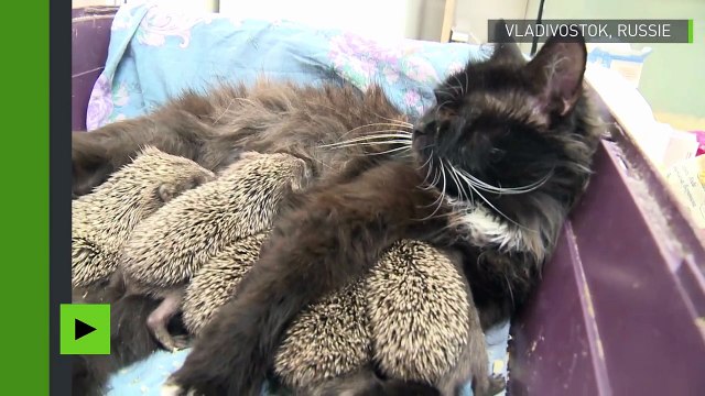 Une chatte allaite des bébés hérissons