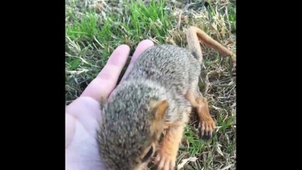 Man Rescued and Raised an Adorable Baby Squirrel