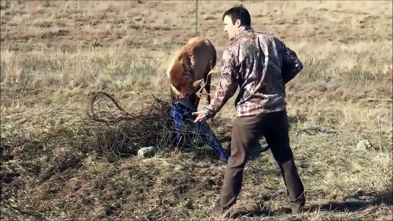 Ce chasseur tire sur un élan mais pas pour l'abattre... Regardez pourquoi!