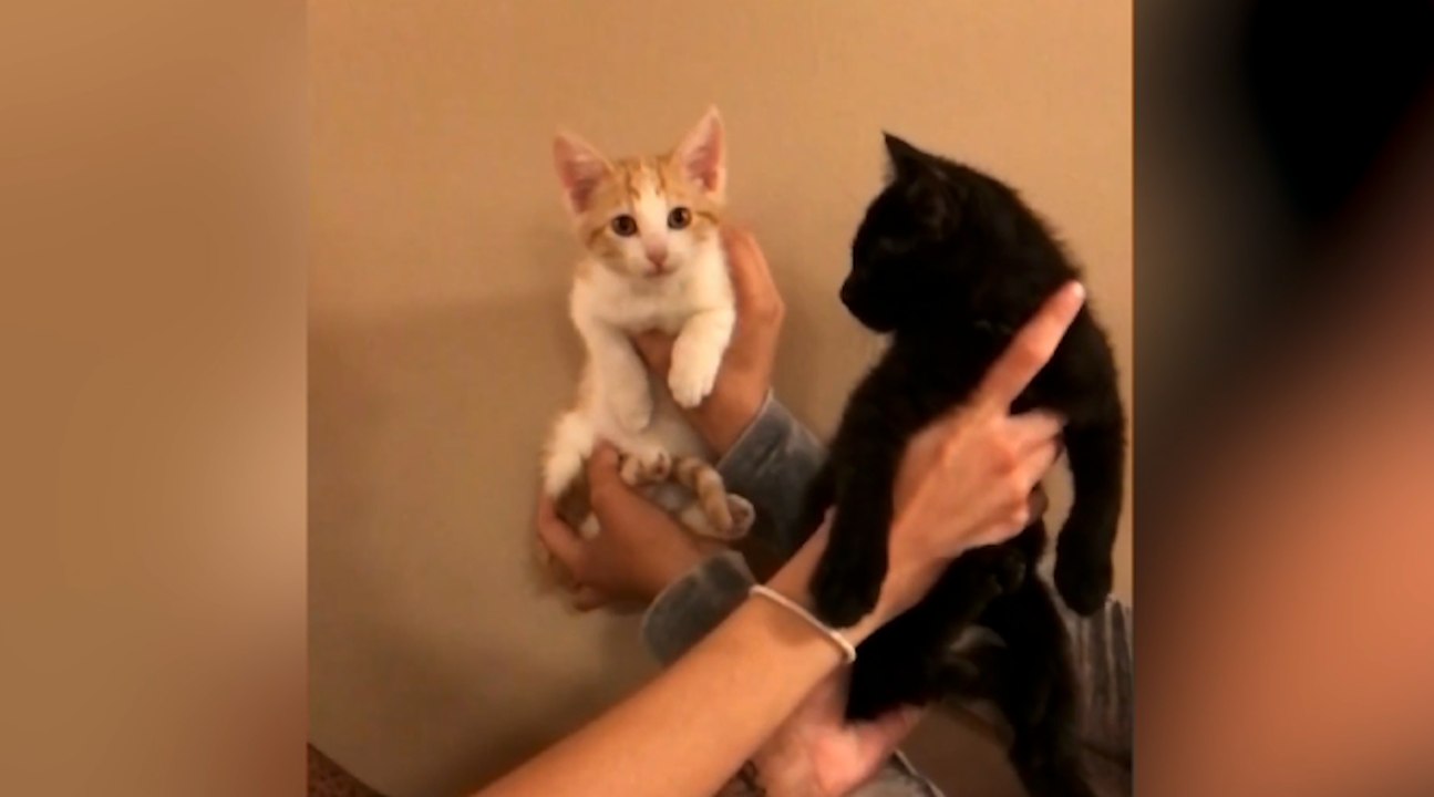 Watch animals reenact the solar eclipse