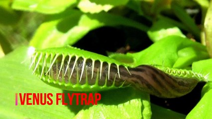 एक पेड़ जो मांस खाता है और खून चूसता है ....विडियो देखकर दंग रह्जाओगे | Carnivorous Plant