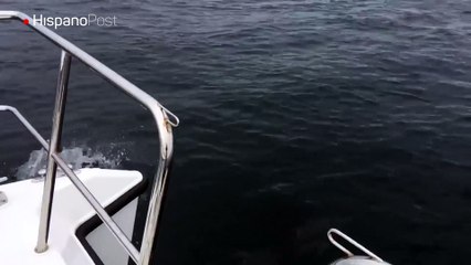 Dos delfines deleitaron a pasajeros de un barco turístico