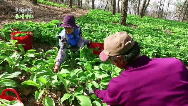 한국기행 - Korea travel_봄나물열전2, 1부 소풍가는 날_#001