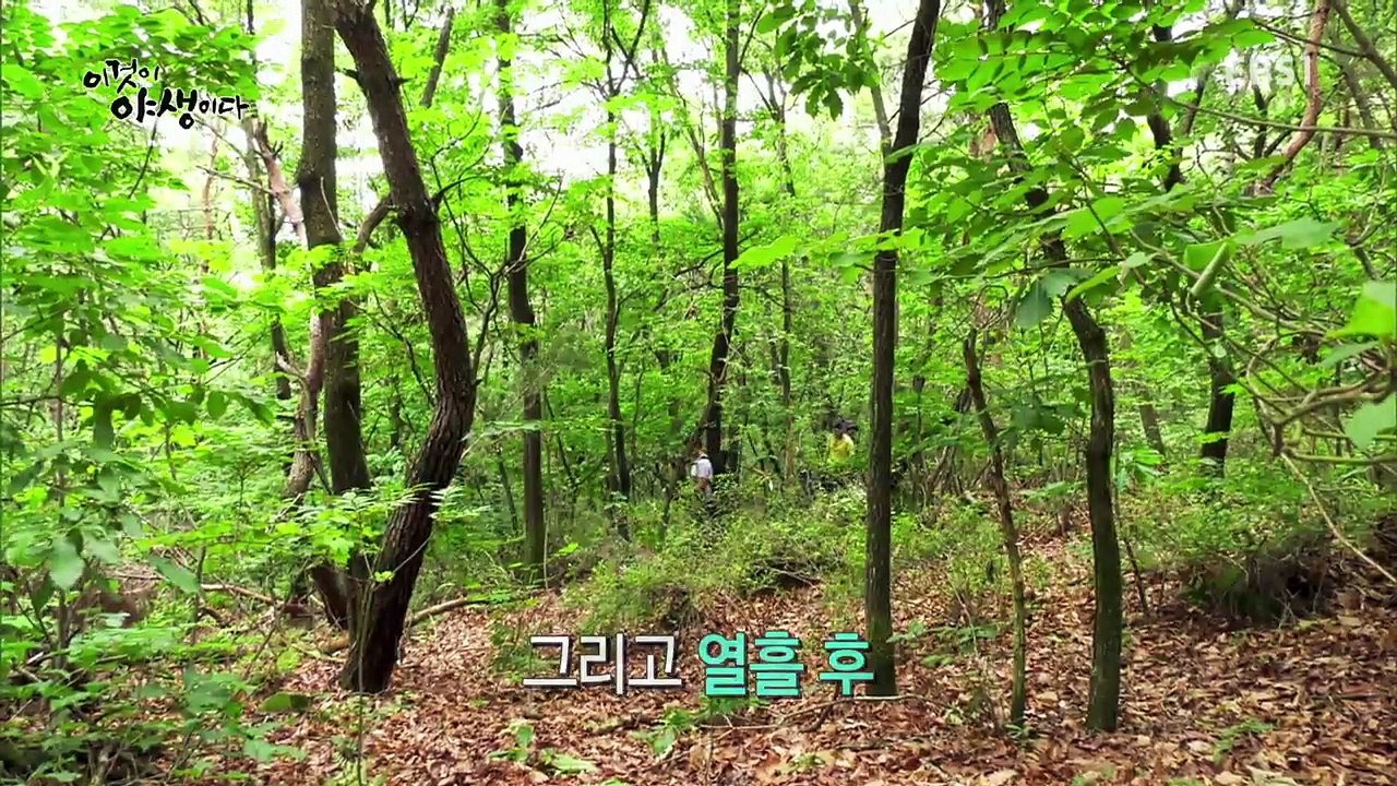 이것이 야생이다 - 제12화- 여기가 야생이다_#003