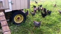 Poulets de Comment prédateurs protéger à Il votre