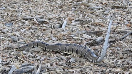 Python Spotted Slithering at Los Angeles Park