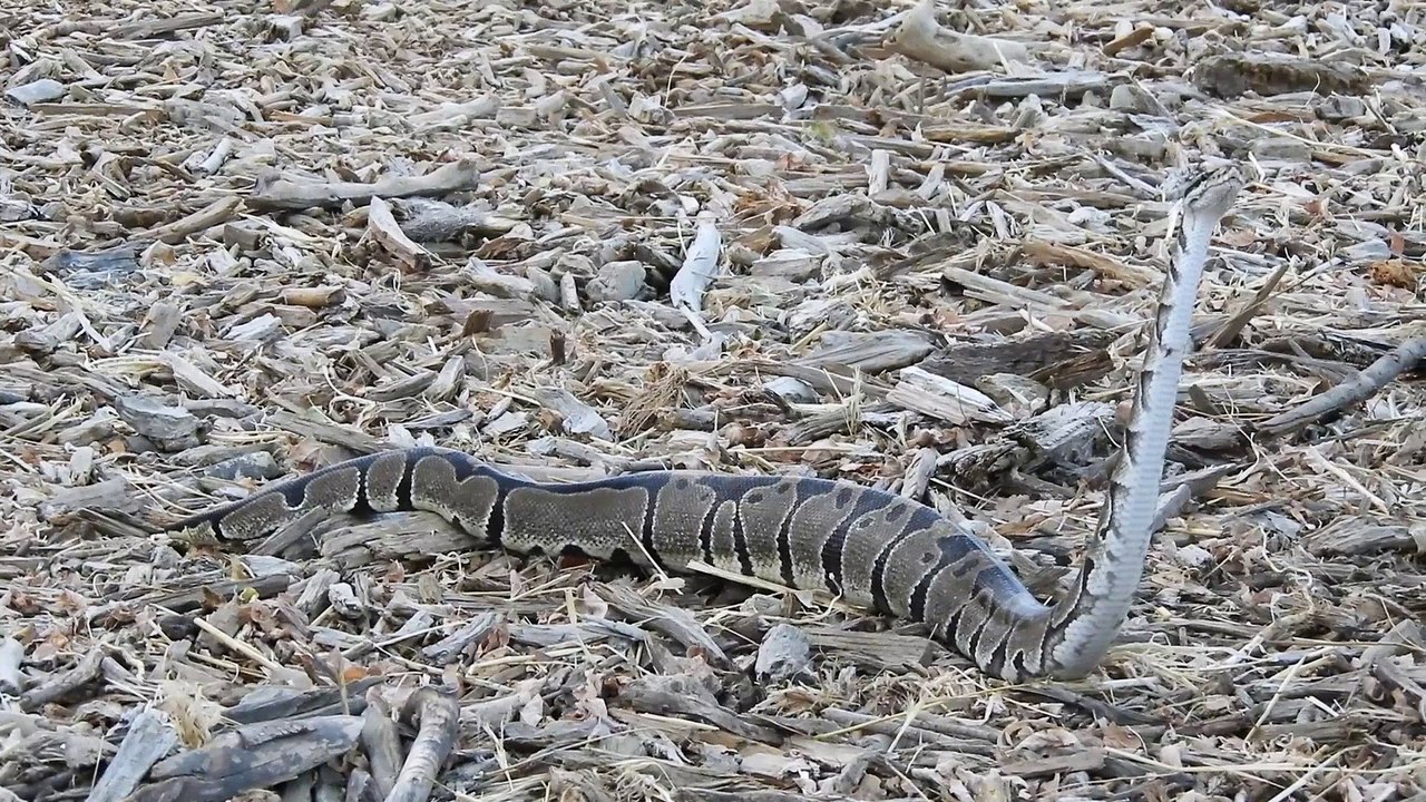 Python Spotted Slithering at Los Angeles Park