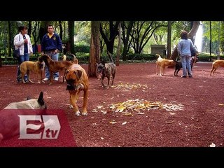 Refuerzan seguridad en parque México por asesinato de mascotas