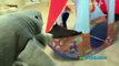 Actividades ataque persecución familia para divertido gigante Niños mascota jugando tiburón ryan
