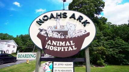 Welcome to Noah's Ark Animal Hospital