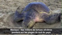 [Actualité] Des milliers de tortues de mer pondent sur les plages du Mexique