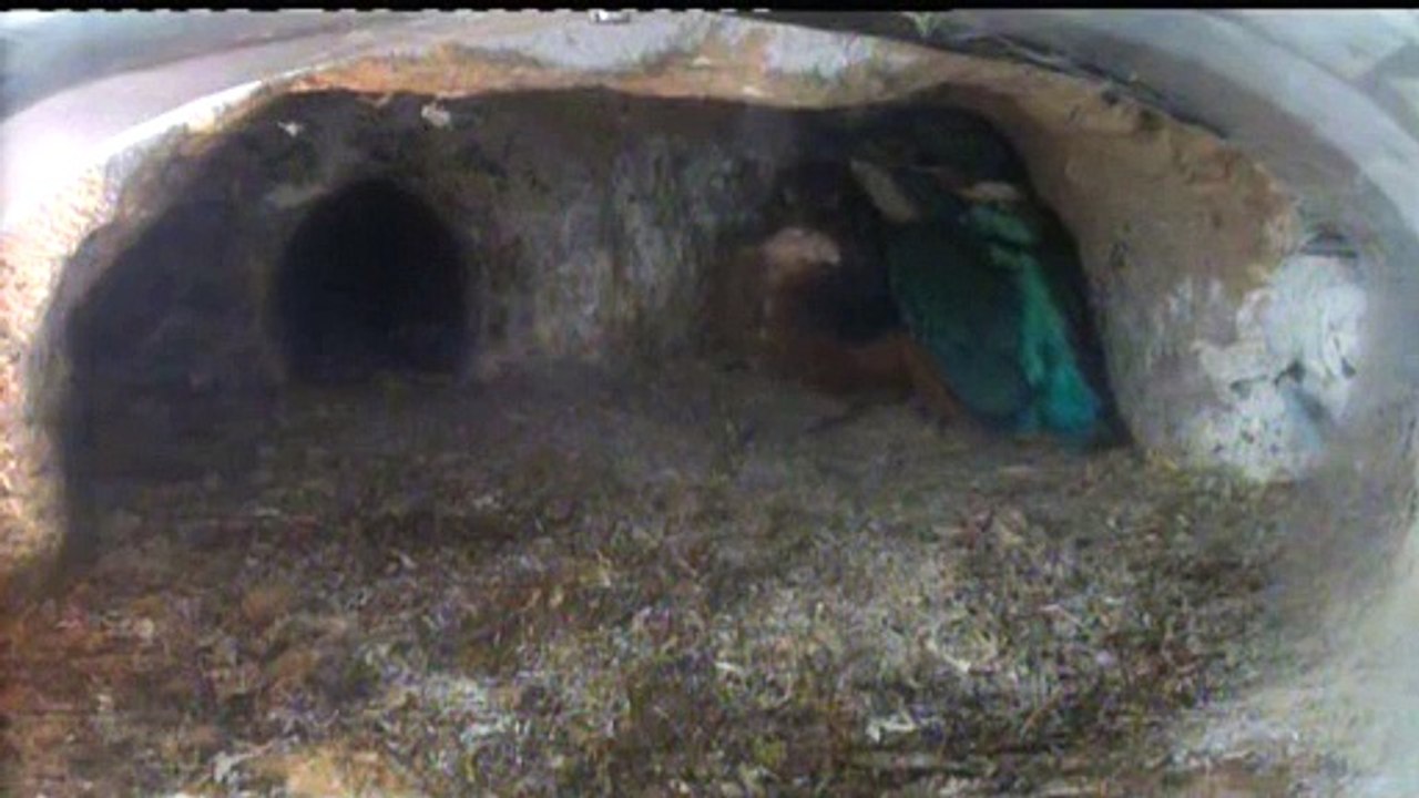 Live aus der Eisvogel Bruthoehle (3694)