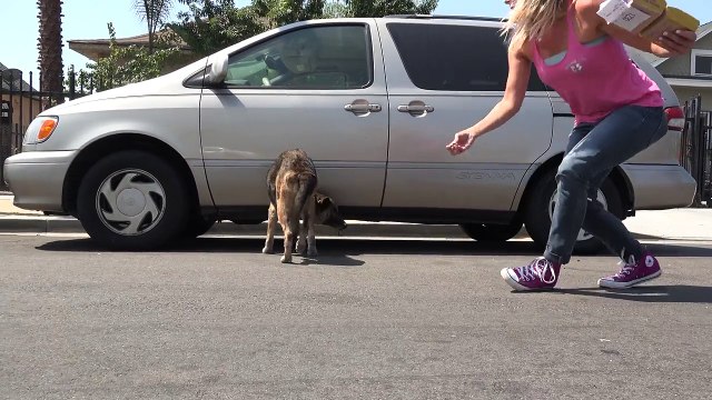 Abandoned senior German Shepherd hid under a car until Hope For Paws arrived.