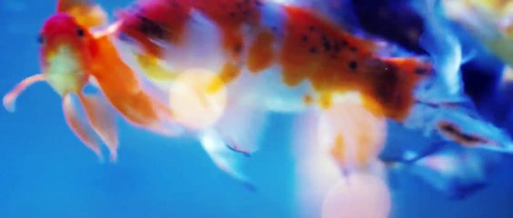 Moha - Fou de toi (Clip Officiel) Moha-off