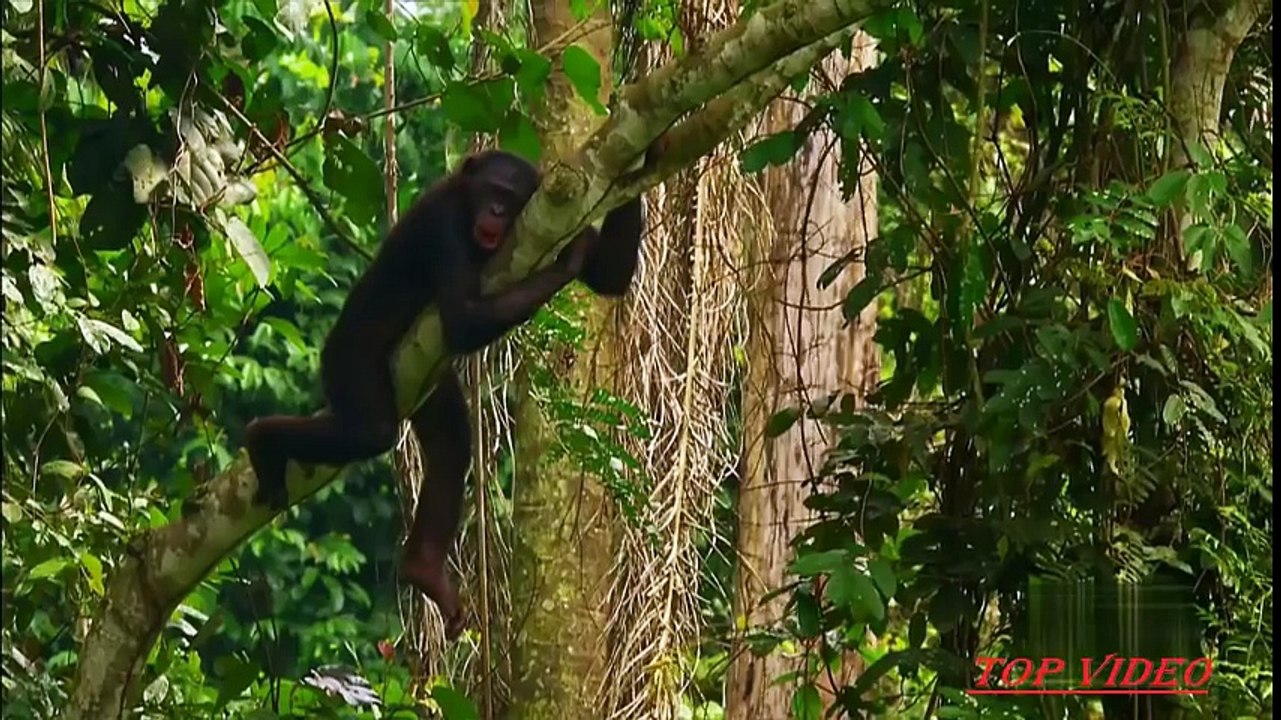 Amazing Bonobo Mating Like Human - video Dailymotion