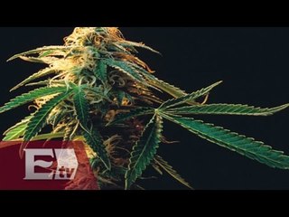 México legaliza la marihuana… para algunos / Paola Virrueta